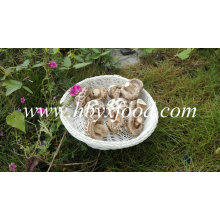 Champignons de qualité de fleurs blanches séchées